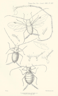 On a species of Aphideous insects infesting the breadfruit trees in Ceylon