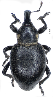 Liparus transsilvanicus Petri, 1895