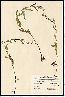 Myosotis palustris (L.) L. em. Rchb.