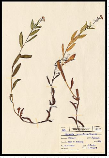 Myosotis palustris (L.) L. em. Rchb.