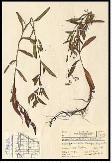 Myosotis palustris (L.) L. em. Rchb.