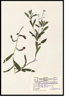 Myosotis palustris (L.) L. em. Rchb.