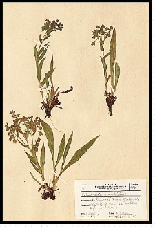 Pulmonaria angustifolia L.