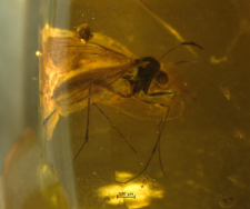 Mycetophilidae