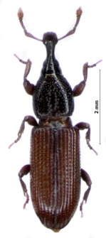 Cossonus linearis (Fabricius, 1775)