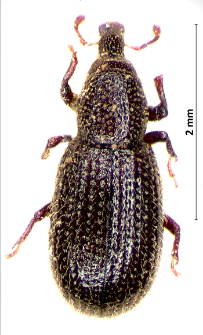 Pselactus spadix (J.F.W. Herbst, 1795)