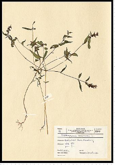 Melampyrum nemorosum L.