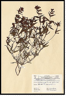 Melampyrum nemorosum L.