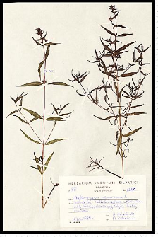 Melampyrum nemorosum L.