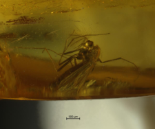 Chironomidae (Orthocladiinae)