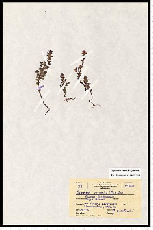 Euphrasia coerulea Hoppe & Fürnr.