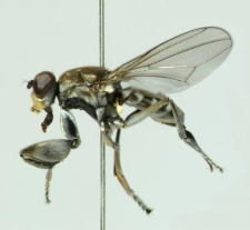 Ochthera mantis (De Geer, 1776)