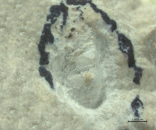 Brachyura