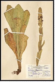 Verbascum thapsus L.