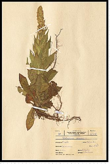 Verbascum thapsus L.