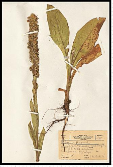 Verbascum thapsus L.