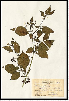 Solanum nigrum L.