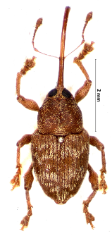 Curculio betulae (Stephens, 1831)