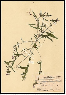 Melampyrum polonicum (P. Beauv.) Soó