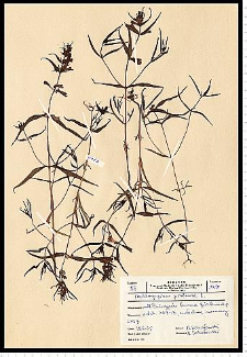 Melampyrum pratense L.