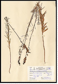 Linaria vulgaris Mill.