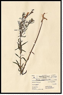 Linaria vulgaris Mill.