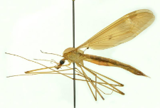 Tipula fulvipennis De Geer, 1776 F 341