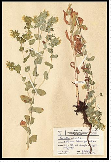 Cerinthe minor L.