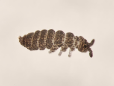 Ceratophysella sp.