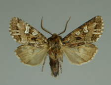 Mamestra brassicae (Linnaeus, 1758)