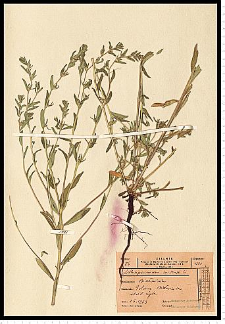 Lithospermum arvense L.