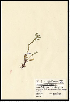 Lithospermum arvense L.