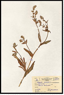 Anchusa arvensis (L.) M. Bieb.