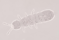 Folsomia manolachei