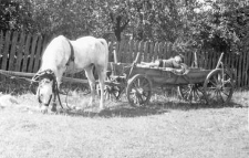 One horse harnessed with a horse collar