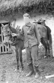 Harnessed horse: horse collar