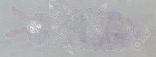 Hypogastrura vernalis