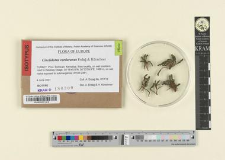 Cinclidotus vardaranus Erdağ & Kürschner