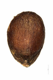 Sideritis montana L.