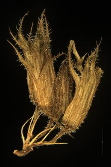 Glechoma hirsuta W.K.