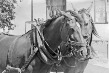 Harness with a horse collar