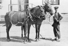 Harness with a horse collar