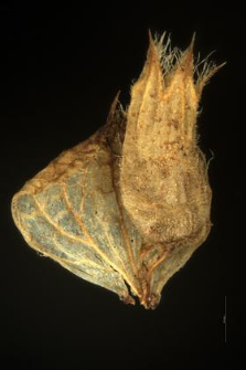Elsholtzia cristata Willd.