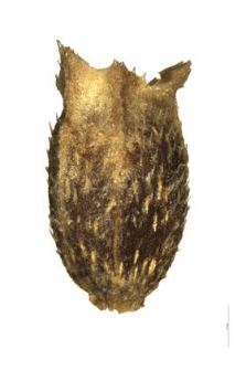 Sherardia arvensis L.