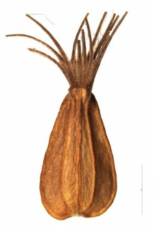Valeriana simplicifolia (Rchb.) Kab.