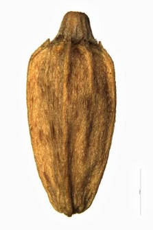 Dipsacus pilosus L.