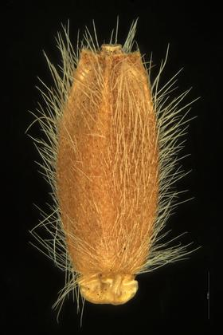 Knautia arvensis (L.) Coult.