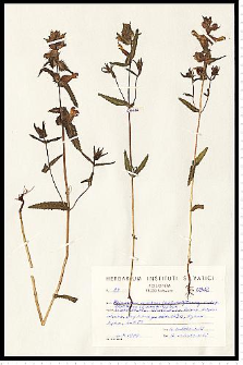 Rhinanthus serotinus (Schönh.) Obornţ