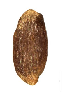 Campanula sibirica L.