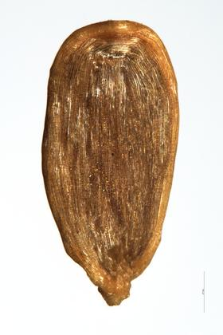 Campanula trachelium L.